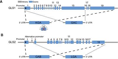 Targeting Glutaminolysis: New Perspectives to Understand Cancer Development and Novel Strategies for Potential Target Therapies